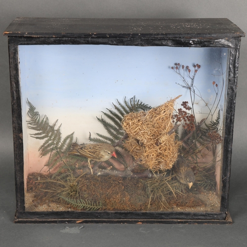 3120 - Taxidermy : A cased study of a male and female Weaver, with faux nest in naturalistic setting, in pe... 