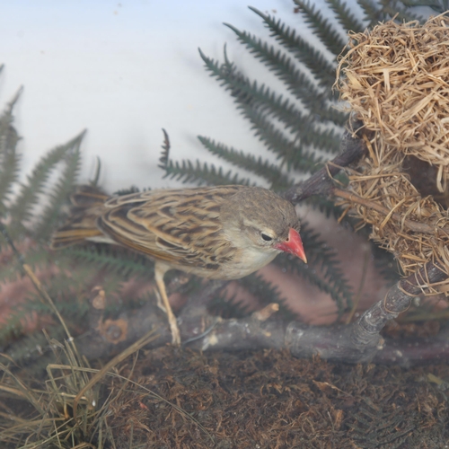 3120 - Taxidermy : A cased study of a male and female Weaver, with faux nest in naturalistic setting, in pe... 