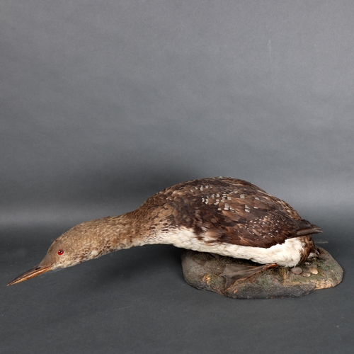 3121 - Taxidermy : A free standing study of a Common Loon, on naturalistic base, overall length 67cm.