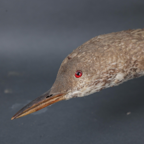 3121 - Taxidermy : A free standing study of a Common Loon, on naturalistic base, overall length 67cm.