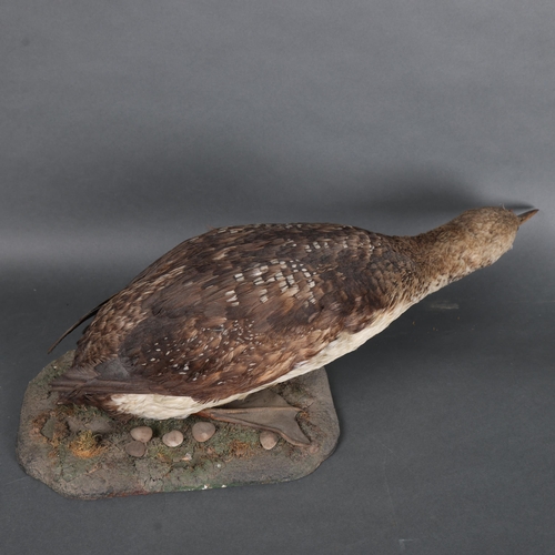 3121 - Taxidermy : A free standing study of a Common Loon, on naturalistic base, overall length 67cm.