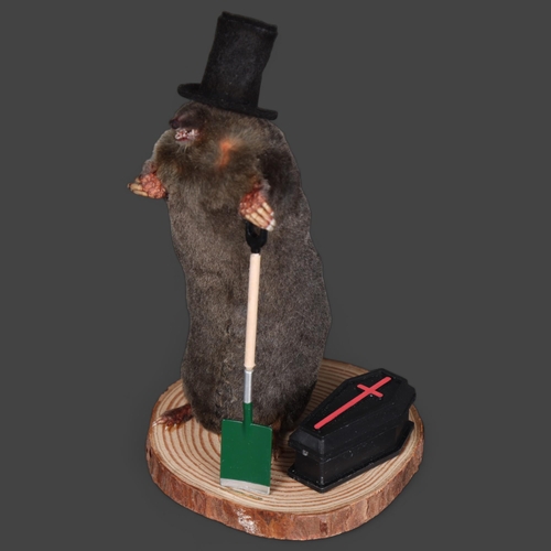 3122 - Taxidermy: “The Grave Digger” Mole.
An anthropomorphic full mount taxidermy mole, mounted upright on... 