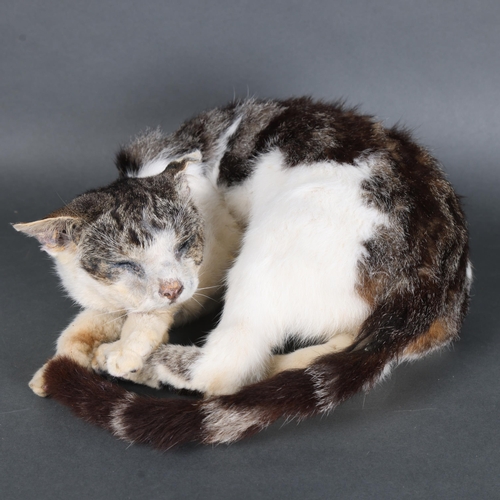 3126 - Taxidermy: Sleeping Cat. 
A full mount domestic cat. Curled up with eyes closed in sleeping position... 