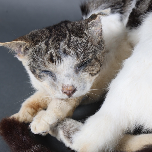 3126 - Taxidermy: Sleeping Cat. 
A full mount domestic cat. Curled up with eyes closed in sleeping position... 