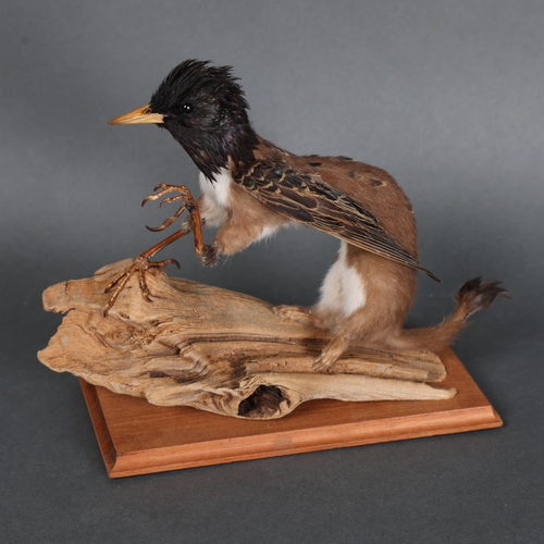 3128 - Taxidermy: “Baby Griffin”. A rare specimen of a baby griffin, known as a grifflet. Full mount on dri... 