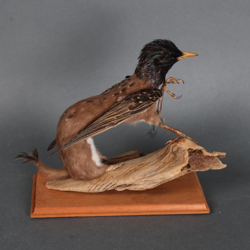 3128 - Taxidermy: “Baby Griffin”. A rare specimen of a baby griffin, known as a grifflet. Full mount on dri... 