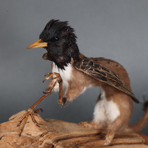 3128 - Taxidermy: “Baby Griffin”. A rare specimen of a baby griffin, known as a grifflet. Full mount on dri... 