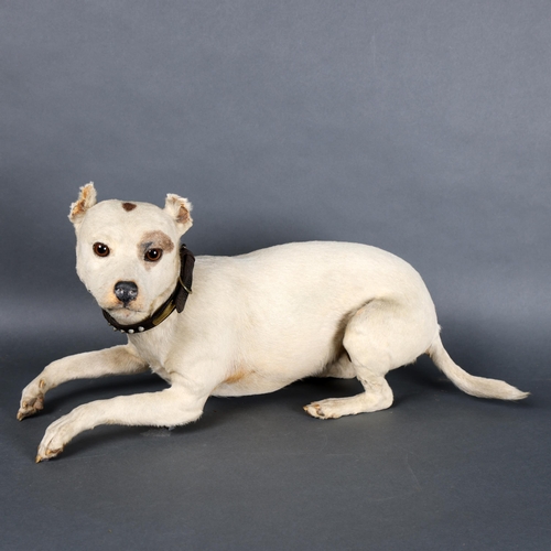 3130 - Taxidermy: Terrier Dog with studded collar, 19th century. A good quality taxidermy full mount male t... 