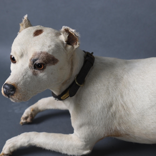 3130 - Taxidermy: Terrier Dog with studded collar, 19th century. A good quality taxidermy full mount male t... 