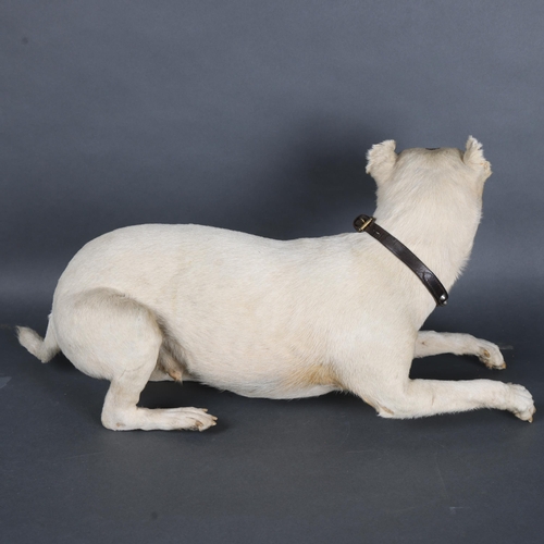 3130 - Taxidermy: Terrier Dog with studded collar, 19th century. A good quality taxidermy full mount male t... 