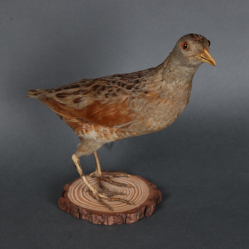 3131 - Taxidermy: Corncrake, 19th century. Full mount adult bird on circular wood slice base. Originally pa... 