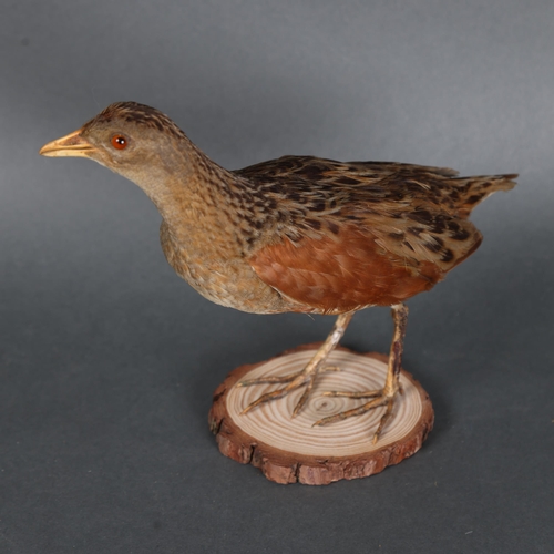 3131 - Taxidermy: Corncrake, 19th century. Full mount adult bird on circular wood slice base. Originally pa... 