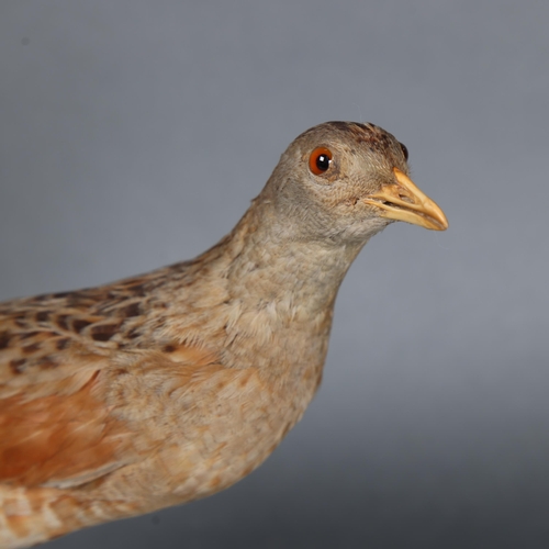 3131 - Taxidermy: Corncrake, 19th century. Full mount adult bird on circular wood slice base. Originally pa... 