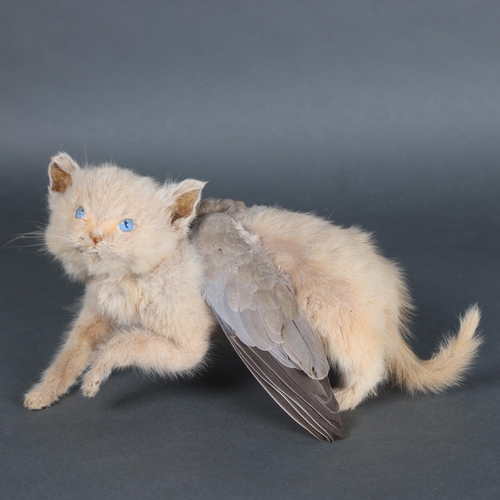 3132 - Taxidermy : A Victorian study of 'Winged Cat', a domestic cat adorned with the wings of a pigeon, le... 