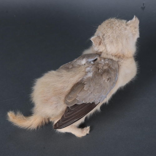 3132 - Taxidermy : A Victorian study of 'Winged Cat', a domestic cat adorned with the wings of a pigeon, le... 