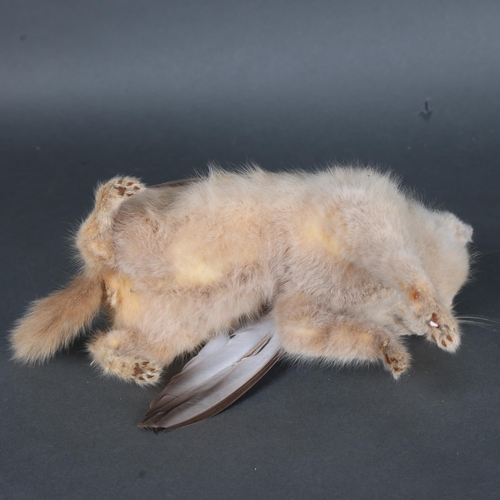 3132 - Taxidermy : A Victorian study of 'Winged Cat', a domestic cat adorned with the wings of a pigeon, le... 