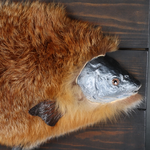 3133 - Taxidermy: “Fur-bearing Bream”.
Much like it’s relative the furry trout, it is thought that these sp... 