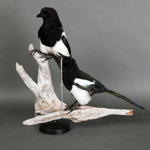 3134 - Taxidermy: “Two For Joy”. A pair of full mount taxidermy magpies mounted to a piece of driftwood on ... 