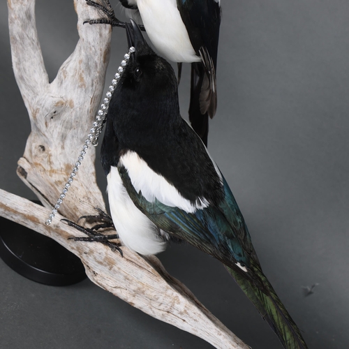 3134 - Taxidermy: “Two For Joy”. A pair of full mount taxidermy magpies mounted to a piece of driftwood on ... 