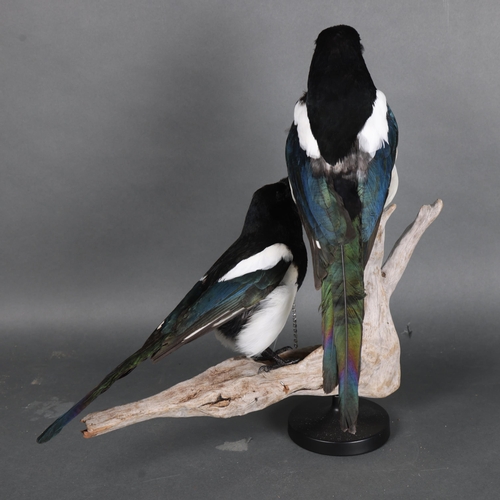 3134 - Taxidermy: “Two For Joy”. A pair of full mount taxidermy magpies mounted to a piece of driftwood on ... 