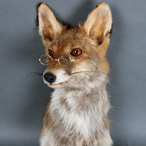 3135 - Taxidermy: Red Fox Head Wearing Glasses. A red fox head and neck taxidermy mount with glass eyes. We... 