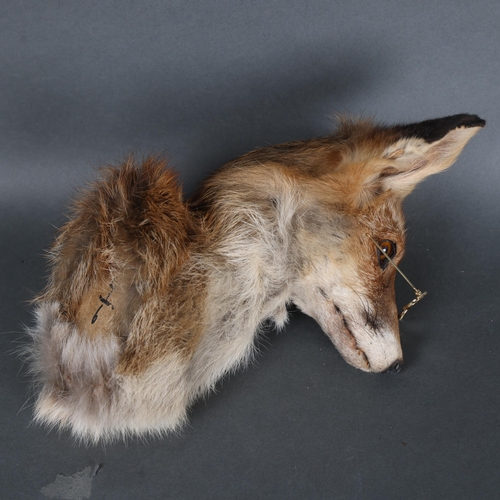 3135 - Taxidermy: Red Fox Head Wearing Glasses. A red fox head and neck taxidermy mount with glass eyes. We... 