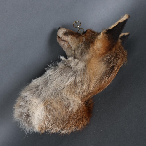 3135 - Taxidermy: Red Fox Head Wearing Glasses. A red fox head and neck taxidermy mount with glass eyes. We... 