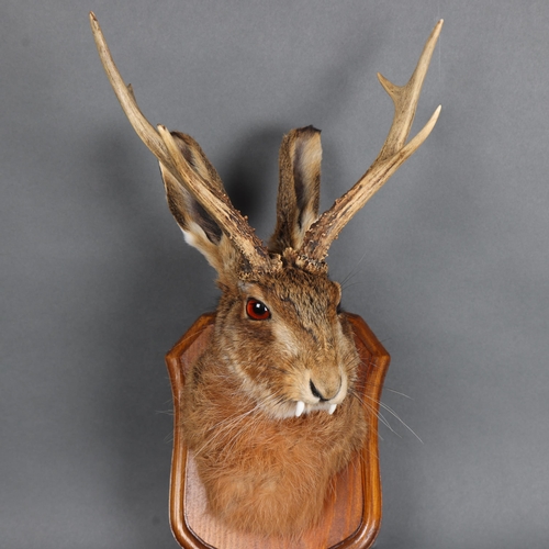 3136 - Taxidermy: “Jackalope” Head. A fine specimen of a Jackalope head and neck on wood shield. The jackal... 