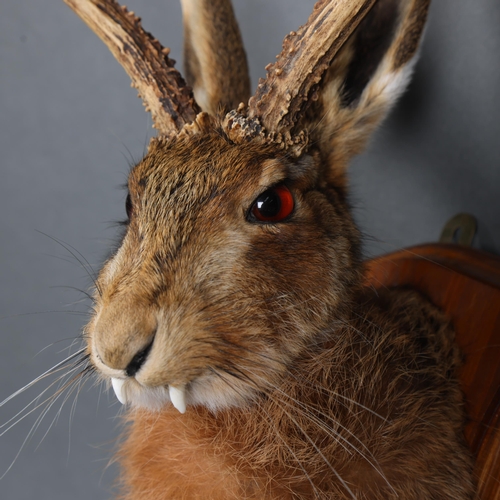 3136 - Taxidermy: “Jackalope” Head. A fine specimen of a Jackalope head and neck on wood shield. The jackal... 