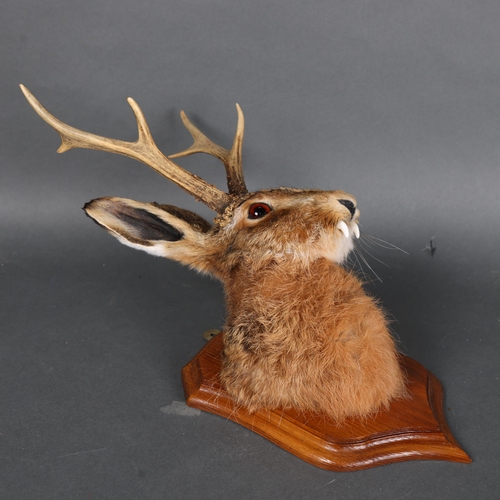 3136 - Taxidermy: “Jackalope” Head. A fine specimen of a Jackalope head and neck on wood shield. The jackal... 