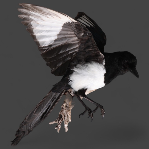 3137 - Taxidermy: Magpie in flight.
A full mount taxidermy magpie with wings outstretched upwards, mounted ... 