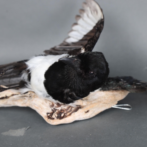 3137 - Taxidermy: Magpie in flight.
A full mount taxidermy magpie with wings outstretched upwards, mounted ... 