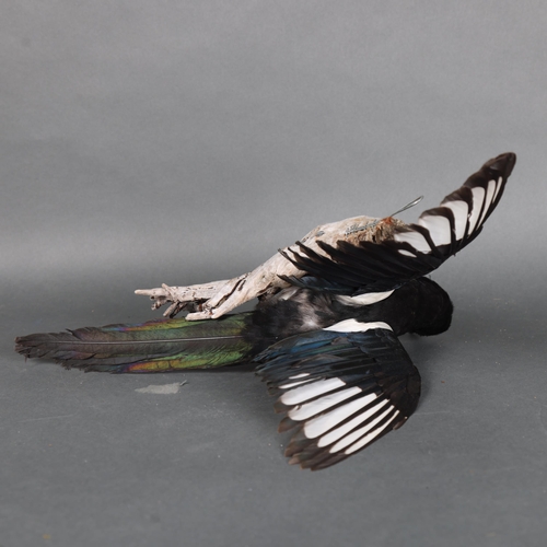 3137 - Taxidermy: Magpie in flight.
A full mount taxidermy magpie with wings outstretched upwards, mounted ... 