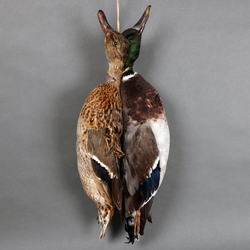 3138 - Taxidermy: Brace of Mallard Ducks.
A male and female (drake and hen) pair of mallard ducks mounted a... 