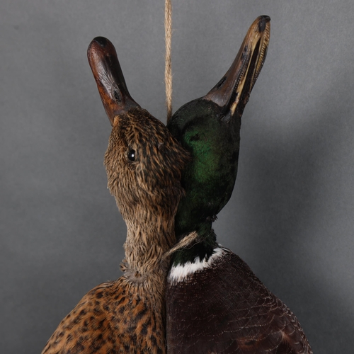 3138 - Taxidermy: Brace of Mallard Ducks.
A male and female (drake and hen) pair of mallard ducks mounted a... 