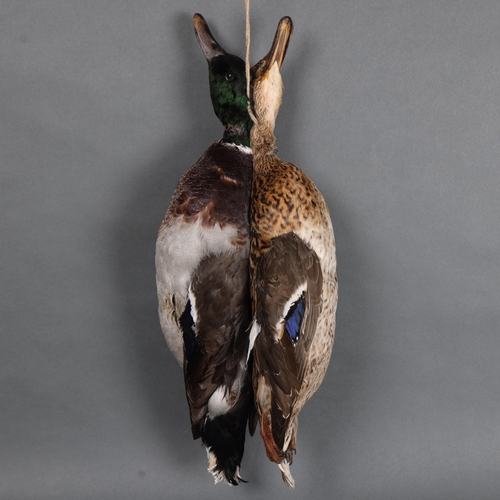 3138 - Taxidermy: Brace of Mallard Ducks.
A male and female (drake and hen) pair of mallard ducks mounted a... 