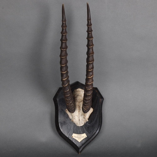 3139 - Antlers/Horns : A pair of Rowland Ward mounted Thomson's Gazelle horns with skull cap, on typical sh... 