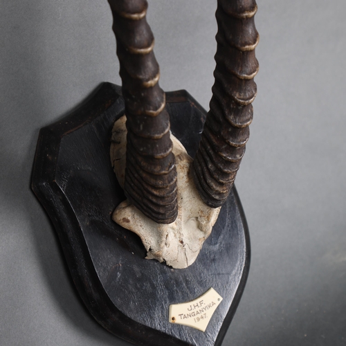 3139 - Antlers/Horns : A pair of Rowland Ward mounted Thomson's Gazelle horns with skull cap, on typical sh... 