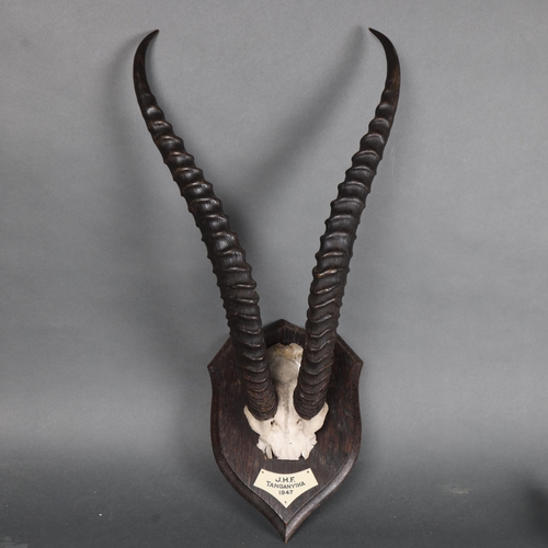 3140 - Antlers/Horns : A pair of Rowland Ward mounted Thomson's Gazelle horns with skull cap, on typical sh... 