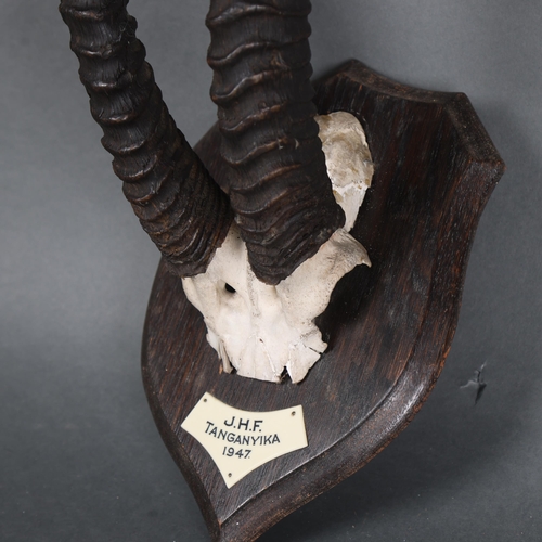 3140 - Antlers/Horns : A pair of Rowland Ward mounted Thomson's Gazelle horns with skull cap, on typical sh... 