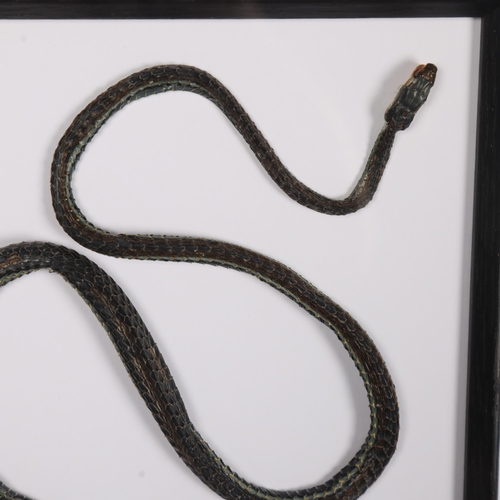 3141 - Taxidermy: Snake in frame. A preserved Indonesian snake in glazed frame.