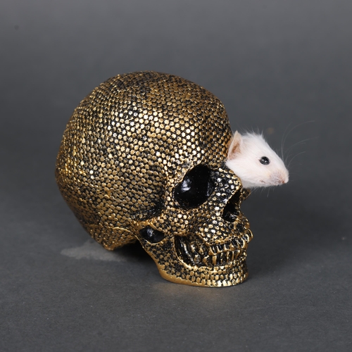 3143 - Taxidermy: Mouse head in gold skull.
A taxidermy white mouse head peeping out of the eye socket of a... 