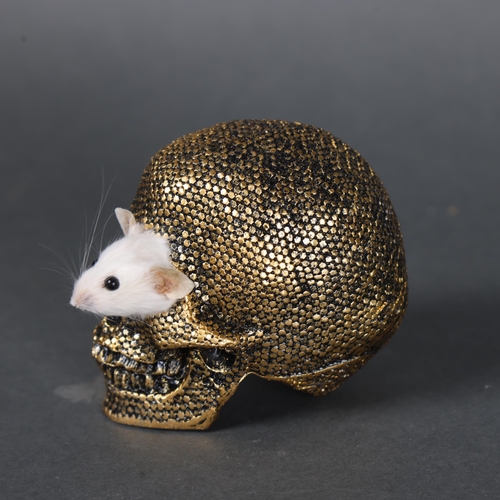 3143 - Taxidermy: Mouse head in gold skull.
A taxidermy white mouse head peeping out of the eye socket of a... 