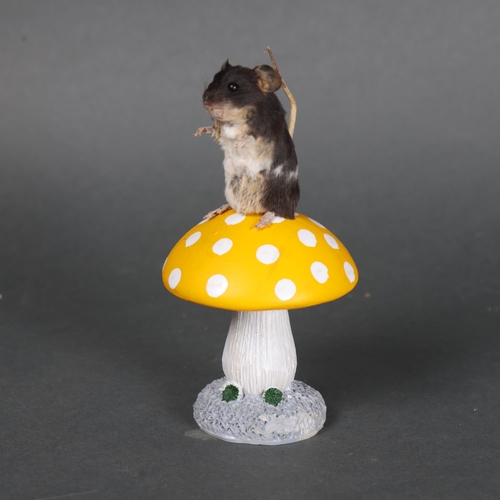 3144 - Taxidermy: Mouse on toadstool.
A full mount black and white mouse sat surmounted on a yellow and whi... 