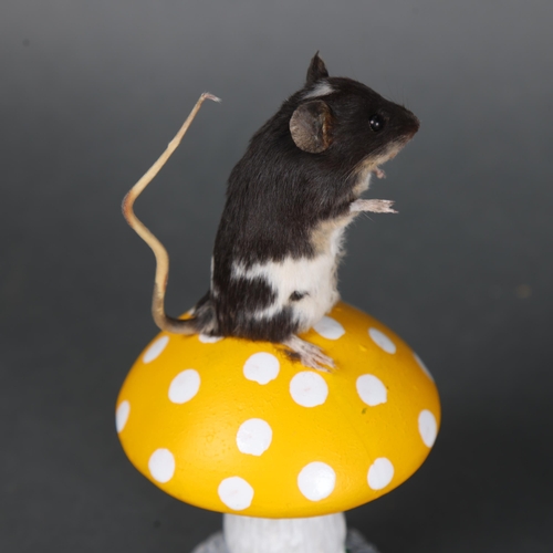 3144 - Taxidermy: Mouse on toadstool.
A full mount black and white mouse sat surmounted on a yellow and whi... 