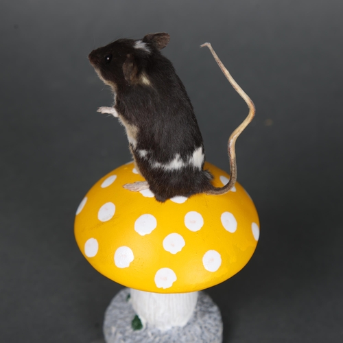 3144 - Taxidermy: Mouse on toadstool.
A full mount black and white mouse sat surmounted on a yellow and whi... 