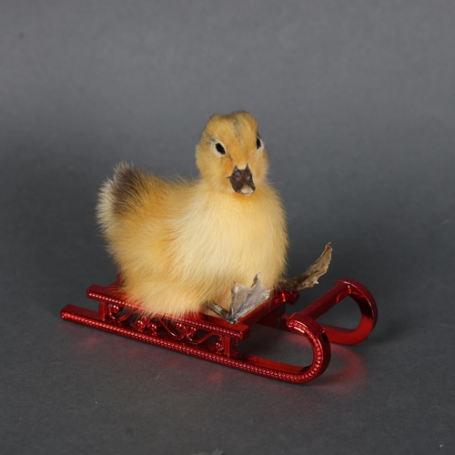 3145 - Taxidermy: Duckling on Red Sledge.
A full mount taxidermy yellow duckling sat attached on miniature ... 