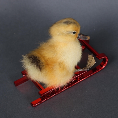 3145 - Taxidermy: Duckling on Red Sledge.
A full mount taxidermy yellow duckling sat attached on miniature ... 