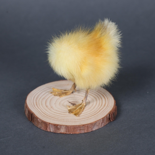 3146 - Taxidermy: “Headless Duckling”
The taxidermy legs and body of a yellow duckling. Mounted to wood bra... 