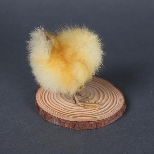 3146 - Taxidermy: “Headless Duckling”
The taxidermy legs and body of a yellow duckling. Mounted to wood bra... 